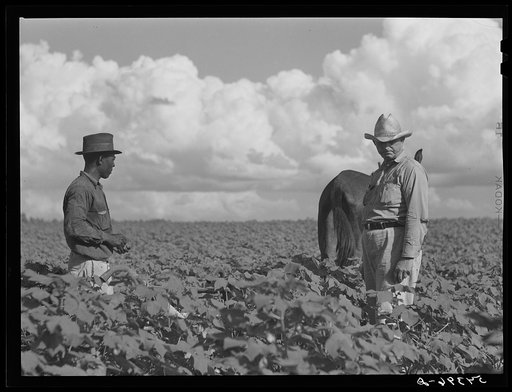 Untitled photo, possibly related to: Allen Plantation operated by Natchitoches farmstead association, a cooperative established through the cooperation of FSA (Farm Security Administration). Louisiana