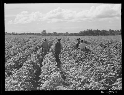 Allen Plantation operated by Natchitoches farmstead association, a cooperative established through the cooperation of FSA (Farm Security Administration). Louisiana