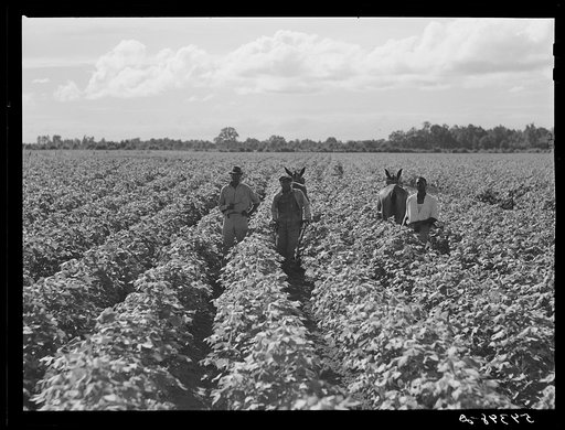 Untitled photo, possibly related to: Allen Plantation operated by Natchitoches farmstead association, a cooperative established through the cooperation of FSA (Farm Security Administration). Louisiana