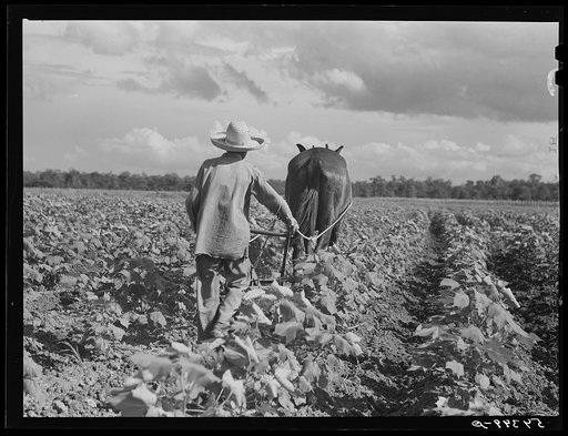 Allen Plantation operated by Natchitoches farmstead association, a cooperative established through the cooperation of FSA (Farm Security Administration). Louisiana