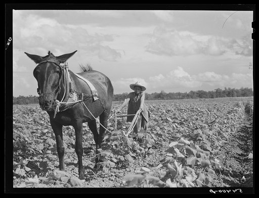 Allen Plantation operated by Natchitoches farmstead association, a cooperative established through the cooperation of FSA (Farm Security Administration). Louisiana