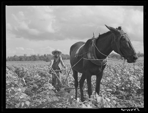 Untitled photo, possibly related to: Allen Plantation operated by Natchitoches farmstead association, a cooperative established through the cooperation of FSA (Farm Security Administration). Louisiana