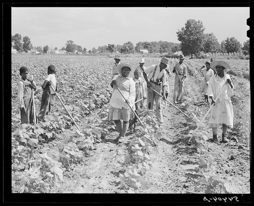 Untitled photo, possibly related to: Bayou Bourbeaux plantation by Bayou Bourbeaux farmstead association, a cooperative established through the cooperation of FSA (Farm Security Administration)