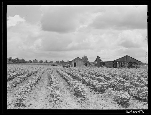 Bayou Bourbeaux Plantation operated by Bayou Bourbeaux farmstead association, a cooperative established through the cooperation of the FSA (Farm Security Administration)