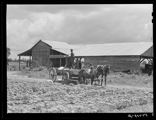 Bayou Bourbeaux Plantation operated by Bayou Bourbeaux farmstead association, a cooperative established through the cooperation of the FSA (Farm Security Administration)