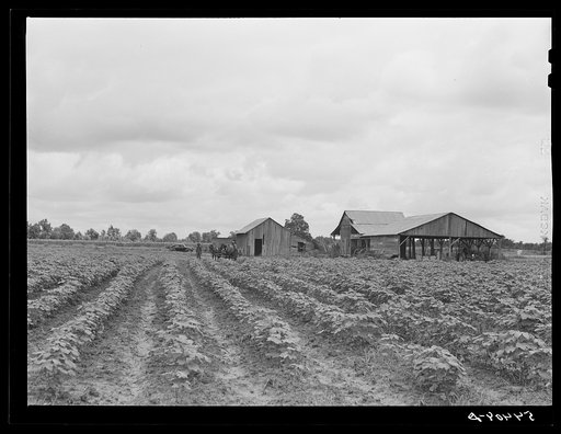 Untitled photo, possibly related to: Bayou Bourbeaux Plantation operated by Bayou Bourbeaux farmstead association, a cooperative established through the cooperation of the FSA (Farm Security Administration)