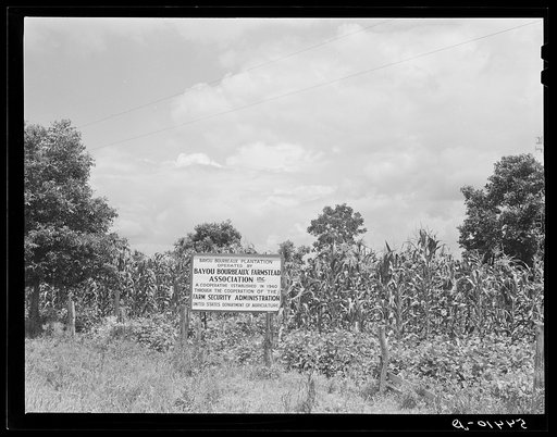 Bayou Bourbeaux Plantation operated by Bayou Bourbeaux farmstead association, a cooperative established through the cooperation of the FSA (Farm Security Administration)