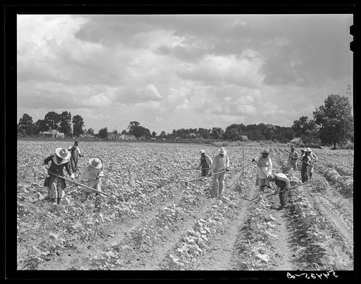 Bayou Bourbeaux Plantation operated by Bayou Bourbeaux farmstead association, a cooperative established through the cooperation of the FSA (Farm Security Administration)