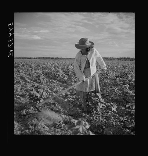 Untitled photo, possibly related to: Member of Allen Plantation cooperative association hoeing cotton. Near Natchitoches, Louisiana