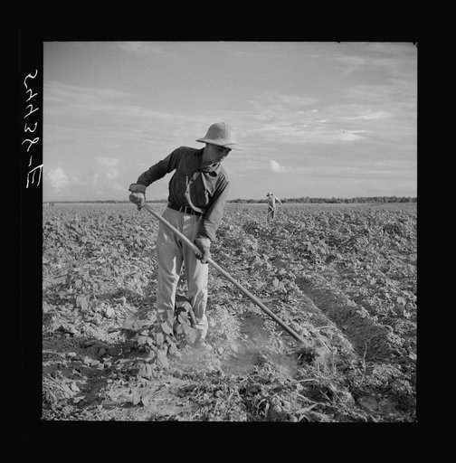 Member of Allen Plantation cooperative association hoeing cotton. Near Natchitoches, Louisiana
