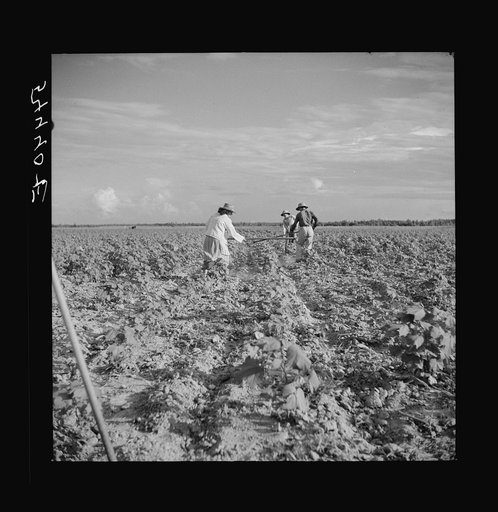 Untitled photo, possibly related to: Member of Allen Plantation cooperative association hoeing cotton. Near Natchitoches, Louisiana