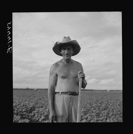 Untitled photo, possibly related to: Member of Allen Plantation cooperative association hoeing cotton. Near Natchitoches, Louisiana