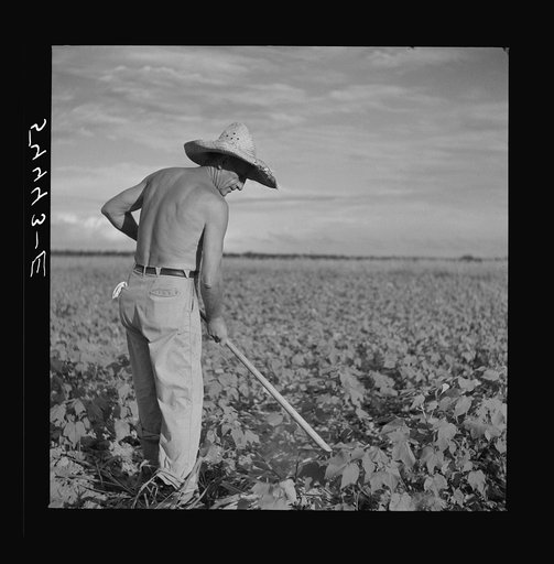 Member of Allen Plantation cooperative association hoeing cotton. Near Natchitoches, Louisiana