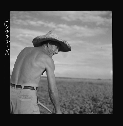 Untitled photo, possibly related to: Member of Allen Plantation cooperative association hoeing cotton. Near Natchitoches, Louisiana