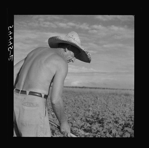 Member of Allen Plantation cooperative association hoeing cotton. Near Natchitoches, Louisiana