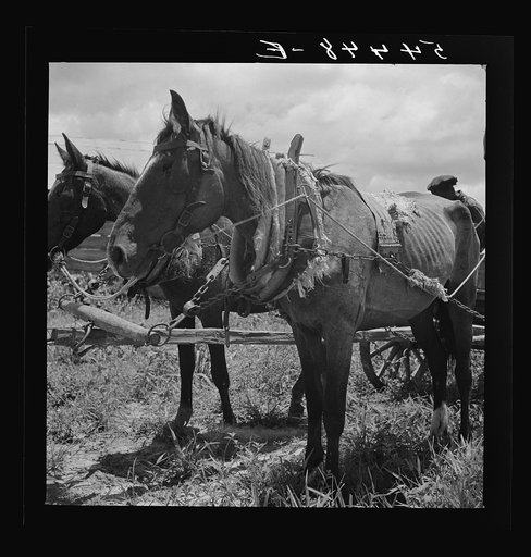 Horses on Bayou Bourbeaux Plantation, FSA (Farm Security Administration) cooperative near Natchitoches, Louisiana