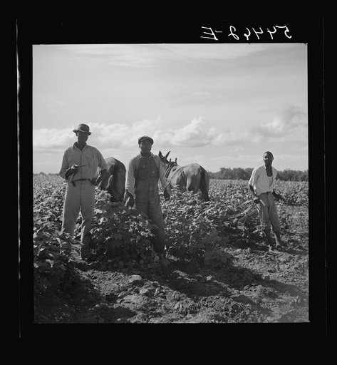 Untitled photo, possibly related to: Allen Plantation operated by Natchitoches farmstead association, a cooperative established through the cooperation of the FSA (Farm Security Administration). Louisiana