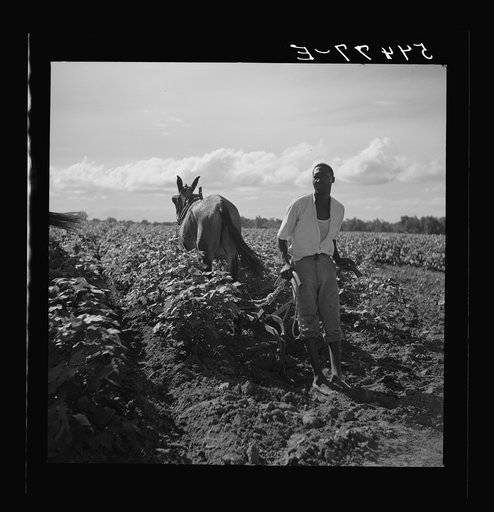 Untitled photo, possibly related to: Allen Plantation operated by Natchitoches farmstead association, a cooperative established through the cooperation of the FSA (Farm Security Administration). Louisiana