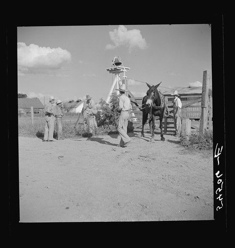 Members of the Terrebonne Project, Schriever, Louisiana, taking the mules from the barn out to the field after the noon hour