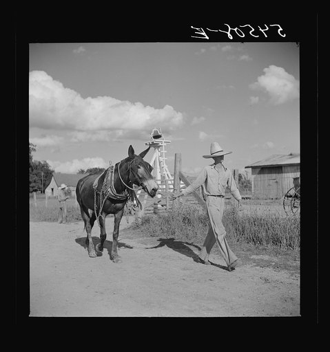 Untitled photo, possibly related to: Members of the Terrebonne Project, Schriever, Louisiana, taking the mules from the barn out to the field after the noon hour