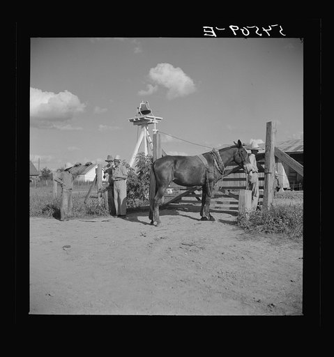 Untitled photo, possibly related to: Members of the Terrebonne Project, Schriever, Louisiana, taking the mules from the barn out to the field after the noon hour