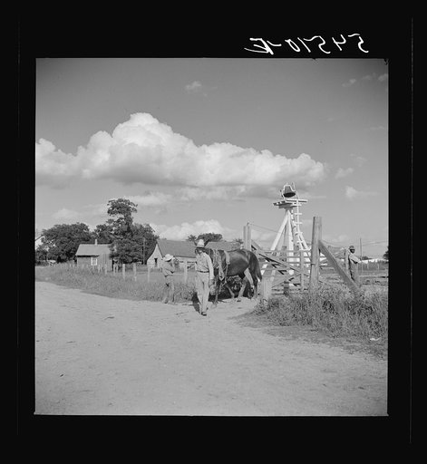 Members of the Terrebonne Project, Schriever, Louisiana, taking the mules from the barn out to the field after the noon hour