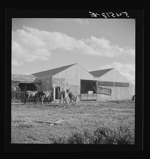 Members of the Terrebonne Project, Schriever, Louisiana, taking the mules from the barn out to the field after the noon hour