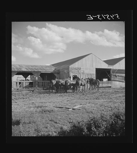 Untitled photo, possibly related to: Members of the Terrebonne Project, Schriever, Louisiana, taking the mules from the barn out to the field after the noon hour