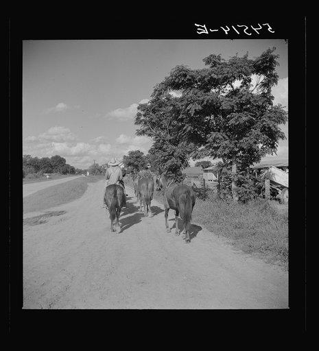 Members of the Terrebonne Project, Schriever, Louisiana, taking the mules from the barn out to the field after the noon hour