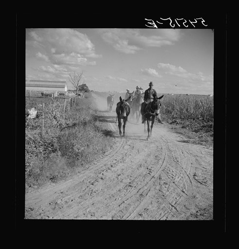 Members of the Terrebonne Project, Schriever, Louisiana, taking the mules back to the barns in the evening after work in the fields