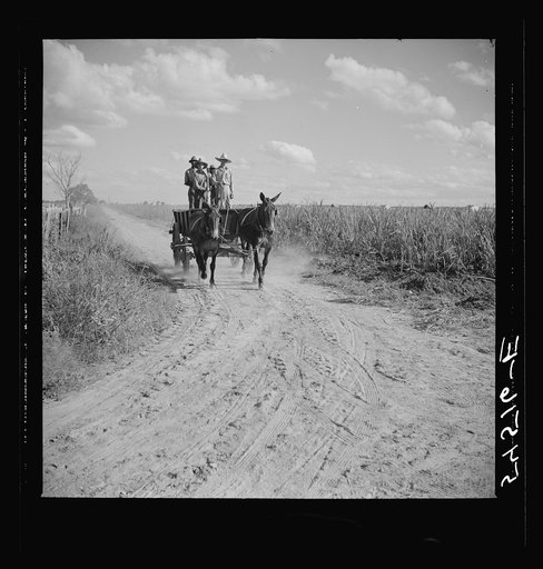 Members of the Terrebonne Project, Schriever, Louisiana, taking the mules back to the barns in the evening after work in the fields
