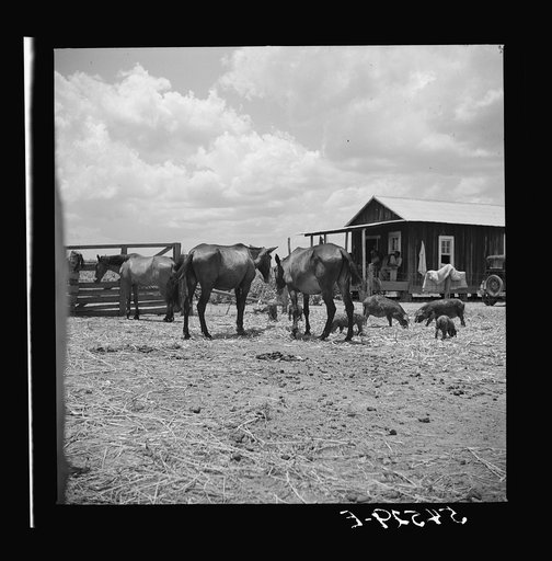 Livestock in front of member's home. Allen Plantation cooperative association, near Natchitoches, Louisiana