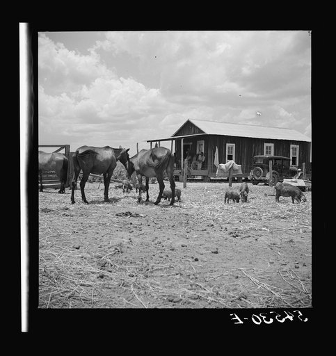 Untitled photo, possibly related to: Livestock in front of member's home. Allen Plantation cooperative association, near Natchitoches, Louisiana