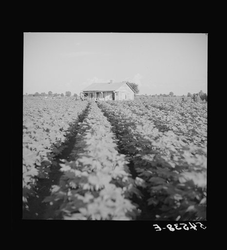 Untitled photo, possibly related to: Mulattoes' home on Melrose cotton plantation owned by John Henry. Melrose, Louisiana