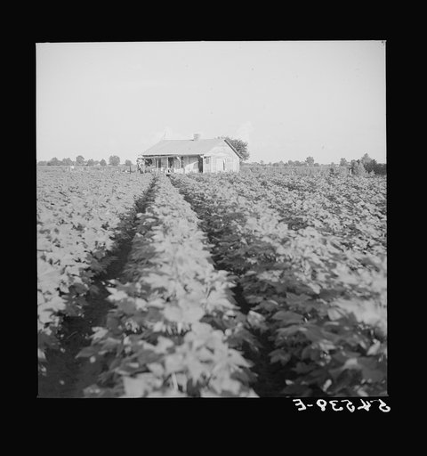 Untitled photo, possibly related to: Mulattoes' home on Melrose cotton plantation owned by John Henry. Melrose, Louisiana