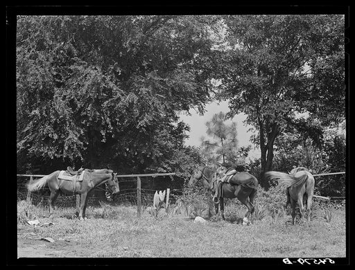 Melrose, Natchitoches Parish, Louisiana. Horses hitched to fence opposite plantation store on Saturday afternoon. John Henry plantation