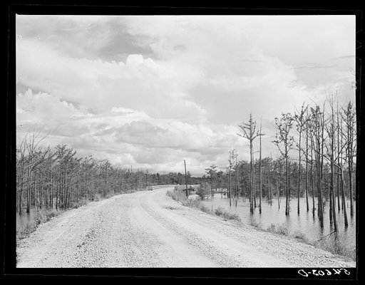 Untitled photo, possibly related to: Melrose, Natchitoches Parish, Louisiana. Road leading to "Black Lake", excellent fishing grounds in this area