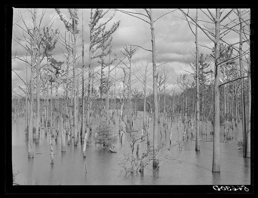 Melrose, Natchitoches Parish, Louisiana. "Black Lake," one of the best fishing areas in this region