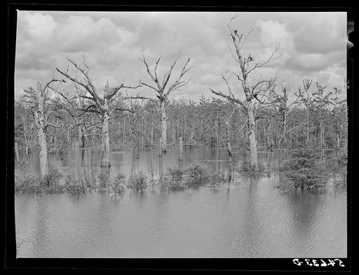 Melrose, Natchitoches Parish, Louisiana. "Black Lake," one of the best fishing areas in the state