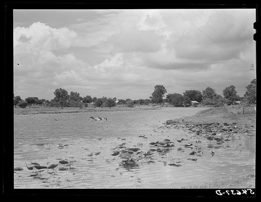 Untitled photo, possibly related to: Melrose, Natchitoches Parish, Louisiana. Cane River, excellent fishing grounds