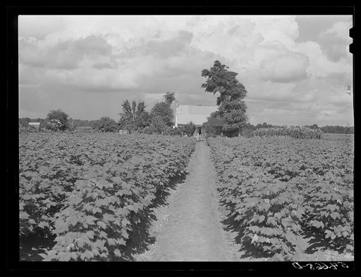 Melrose, Natchitoches Parish, Louisiana. One of the tenant houses on the John Henry Plantation with some of the best Delta cotton up to its door  (see general caption)