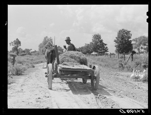 Mulatto taking home Spanish moss which he has pulled off the trees to use as the filling of a mattress which his wife makes at home. Near Melrose, Natchitoches Parish, Louisiana