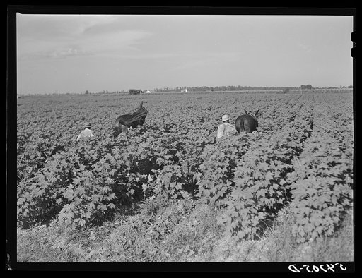 Cultivating cotton on King and Anderson Plantation, near Clarksdale. Mississippi Delta, Mississippi