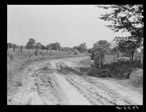 Untitled photo, possibly related to: Melrose, Natchitoches Parish, Louisiana. Cows lying on shade along country road during heat of the day