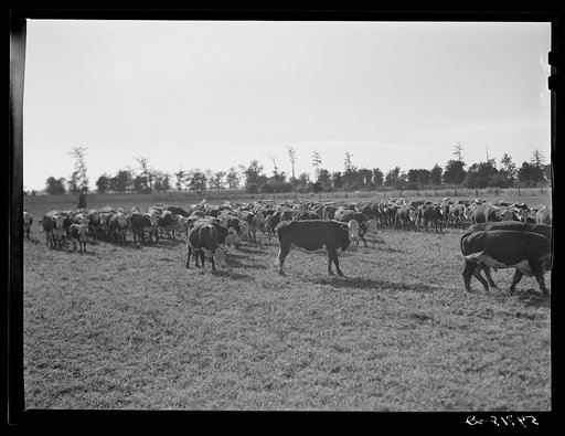 Untitled photo, possibly related to: Hereford cattle on the Hopson cotton plantation. Clarksdale, Mississippi Delta, Mississippi