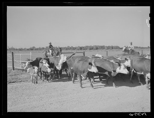 Hereford cattle on the Hopson Plantation (cotton). Clarksdale, Mississippi Delta, Mississippi