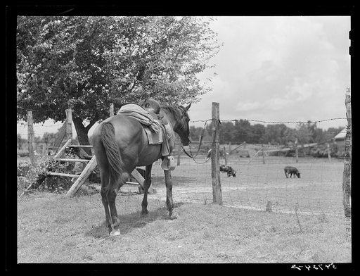 The horse is a frequent means of transportation on the country roads and around the plantations near Melrose, Natchitoches Parish, Louisiana