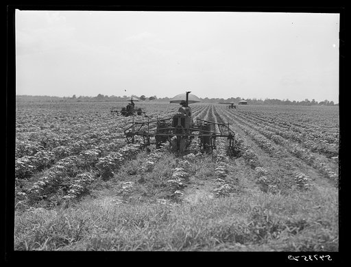 Tractors have taken the place of the mule and the plow on Hopson Plantation where day labor is used almost exclusively, displacing the old tenants on the place. Clarksdale, Mississippi Delta, Mississippi