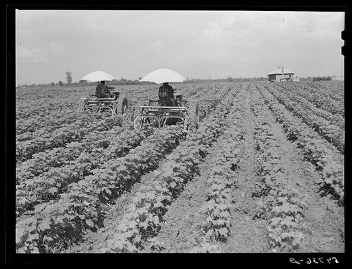 Tractors have taken the place of the mule and the plow on Hopson Plantation where day labor is used almost exclusively, displacing the old tenants on the place. Clarksdale, Mississippi Delta, Mississippi