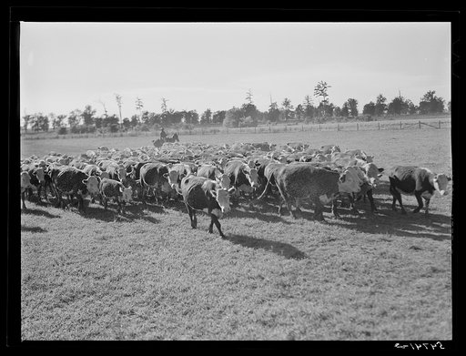 Hereford cattle on the Hopson cotton plantation. Clarksdale, Mississippi Delta, Mississippi